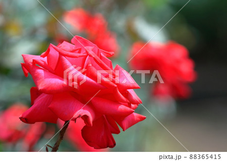 花の女王 88365415