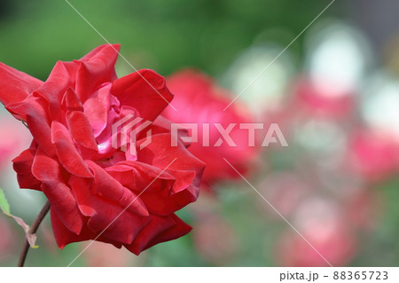 花の女王 花の女王 88365723
