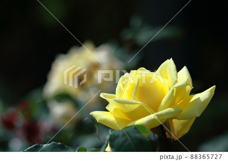 花の女王 花の女王 88365727