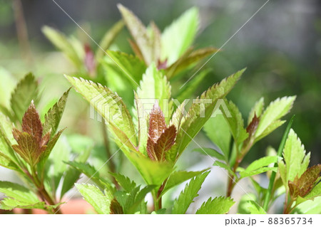 キク科植物・フジバカマ(藤袴)の若葉 キク科植物・フジバカマ(藤袴)の若葉 88365734
