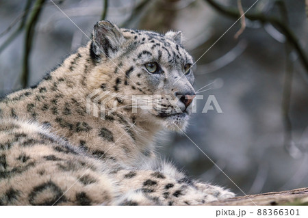 Portrait of a snow leopard, Panthera uncia 88366301