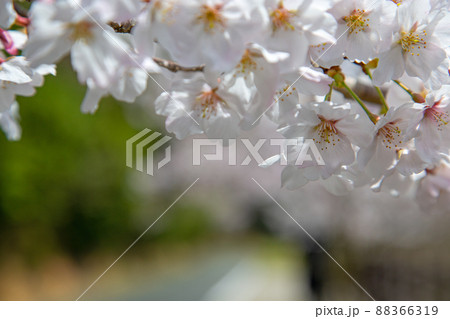 春日和×花見日和 春日和×花見日和 88366319