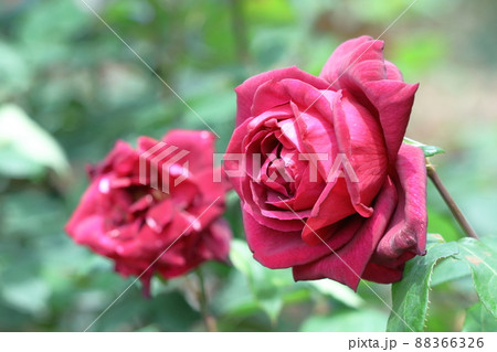 花の女王 花の女王 88366326