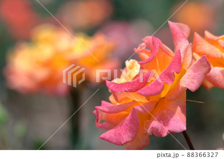 花の女王 花の女王 88366327
