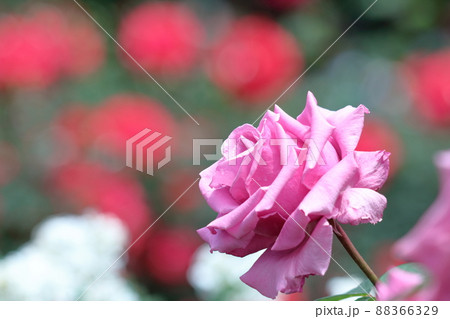 花の女王 88366329