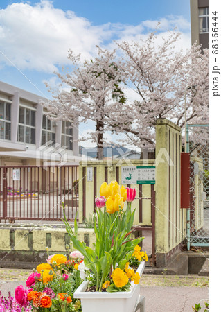 サクラとチューリップの花壇と小学校校門 サクラとチューリップの花壇と小学校校門 88366444