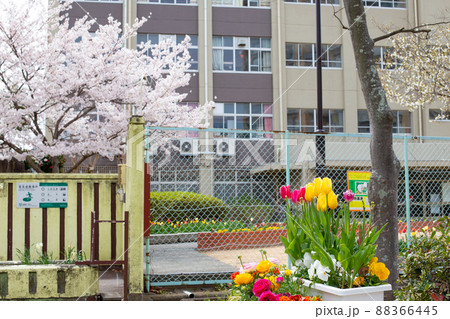 サクラとチューリップの花壇と小学校校門 サクラとチューリップの花壇と小学校校門 88366445