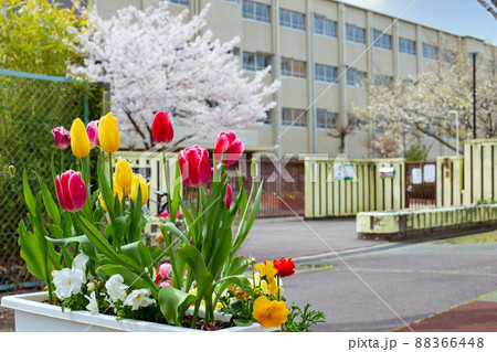 サクラとチューリップの花壇と小学校校門 サクラとチューリップの花壇と小学校校門 88366448