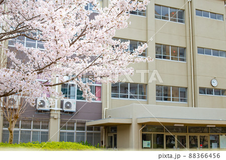 サクラと小学校校舎 サクラと小学校校舎 88366456