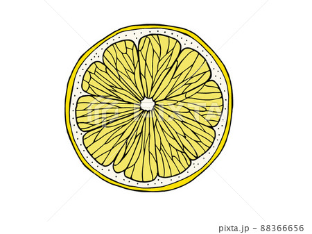 レモンの輪切りイラストのイラスト素材