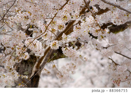 満開の桜並木、入学式のイメージの桜の風景、満開の染井吉野の大木、ソメイヨシノ 満開の桜並木、入学式のイメージの桜の風景、満開の染井吉野の大木、ソメイヨシノ 88366755