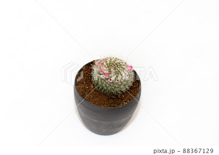 サボテンの花のテーブルフォト サボテンの花のテーブルフォト 88367129