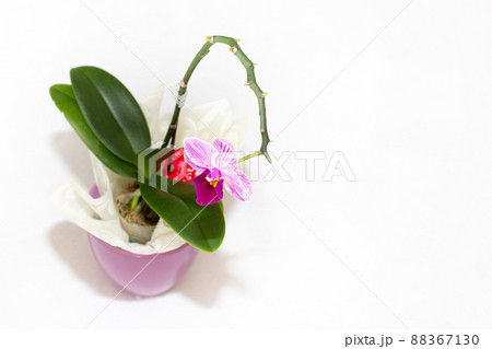 ミニ胡蝶蘭の花のテーブルフォト 88367130