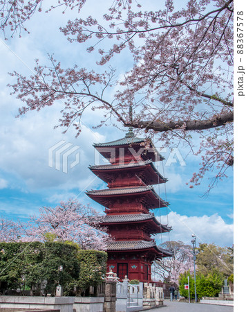 池上本門寺の桜と五重塔のある春風景 88367578