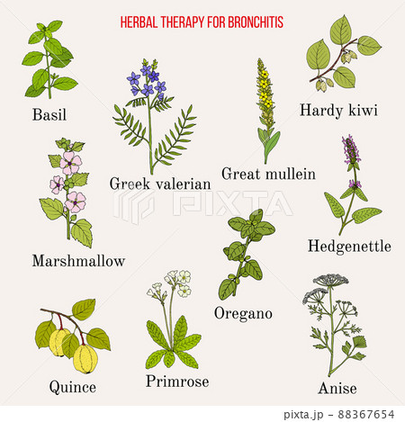 Herbal therapy for bronchitis 88367654