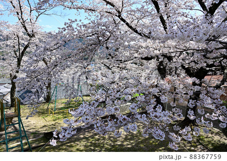 古江寺山公園　桜 88367759