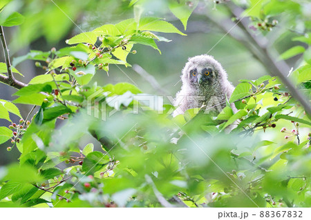 北海道の6月、トラフズクのヒナ。 北海道の6月、トラフズクのヒナ。 88367832