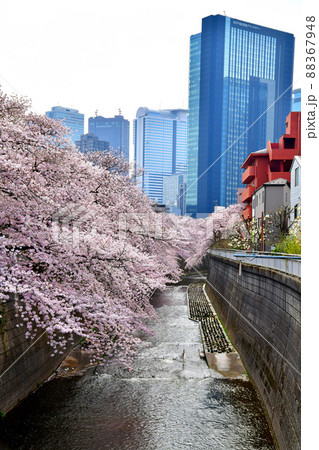 末広橋/神田川より上流方向を望む(東京都新宿区)【2022.3】 末広橋/神田川より上流方向を望む(東京都新宿区)【2022.3】 88367948