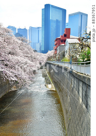 末広橋/神田川より上流方向を望む(東京都新宿区)【2022.3】 末広橋/神田川より上流方向を望む(東京都新宿区)【2022.3】 88367951