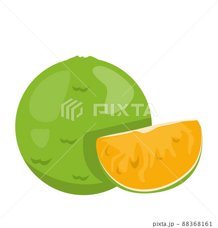 Calamansi lime vector isolated. Juicy raw fruit 88368161