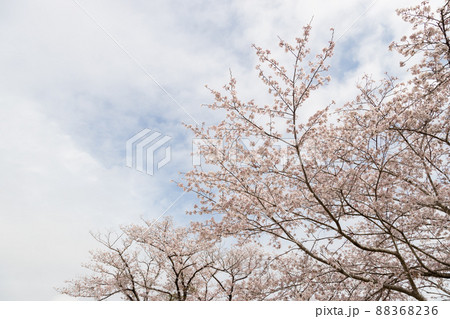 宮崎県都城市の母智丘公園　くまそ広場の桜　 88368236