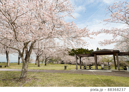 宮崎県都城市の母智丘公園　くまそ広場の桜　 88368237