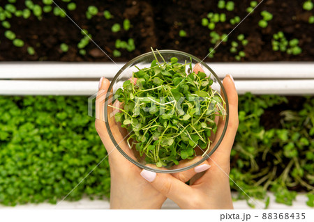 Microgreen close up, sprouts. Fresh garden produce organically grown, symbol of health. Vitamins from nature. 88368435