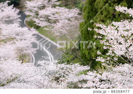 母智丘公園から見下ろしたの桜の風景 母智丘公園から見下ろしたの桜の風景 88368477