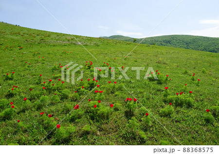 Beautiful flowers grow in the mountains. Unusual wonderful plants against the background of green grass on the hills. Crimean peninsula. The peninsula was annexed to the Russian Federation. Ukraine Beautiful flowers grow in the mountains. Unusual wonderful plants against the background of green grass on the hills. Crimean peninsula. The peninsula was annexed to the Russian Federation. Ukraine 88368575