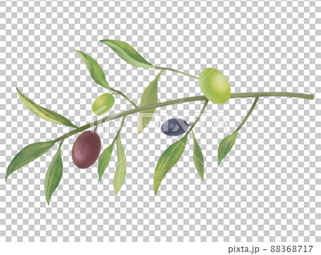 オリーブのイラスト素材 88368717