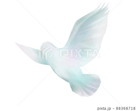 白い鳩の水彩イラスト 88368718