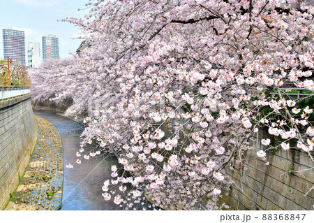 伏見橋/神田川より下流方向を望む(東京都新宿区)【2022.3】 伏見橋/神田川より下流方向を望む(東京都新宿区)【2022.3】 88368847