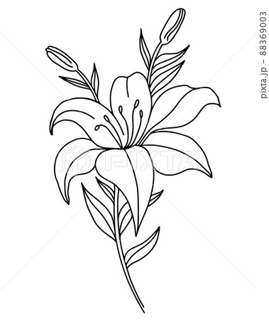 Black outline of lily flowers. Branch with flowers and buds. Vector illustration isolated on white background 88369003