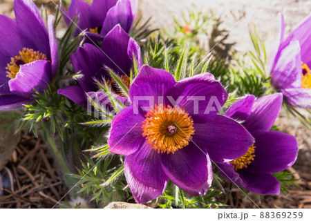 Pasque Flower Pulsatilla vulgaris in Garden Close-up Pasque Flower Pulsatilla vulgaris in Garden Close-up 88369259