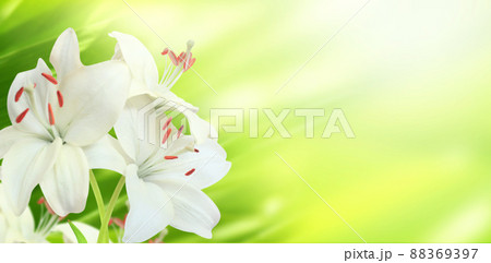 Lily on sunny beautiful nature spring background. Summer scene with Lilium flowers of white color 88369397