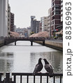 おしどり鳩、桜を観る 88369963