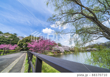 神奈川県立三ツ池公園の桜景色【神奈川県・横浜市】 神奈川県立三ツ池公園の桜景色【神奈川県・横浜市】 88370710