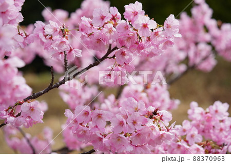 咲き始めたばかりの陽光桜の接写 咲き始めたばかりの陽光桜の接写 88370963