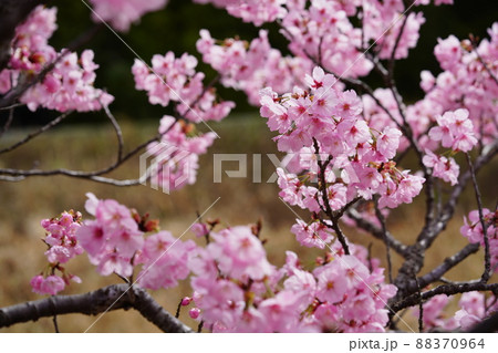 咲き始めたばかりの陽光桜の接写 咲き始めたばかりの陽光桜の接写 88370964