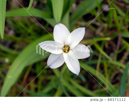 ハナニラの花 ハナニラの花 88371112