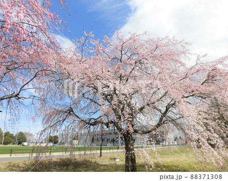 白い雲と青空と満開の桜とラグビーグランド(熊谷) 白い雲と青空と満開の桜とラグビーグランド(熊谷) 88371308