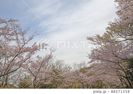 春日和×花見日和 春日和×花見日和 88371358