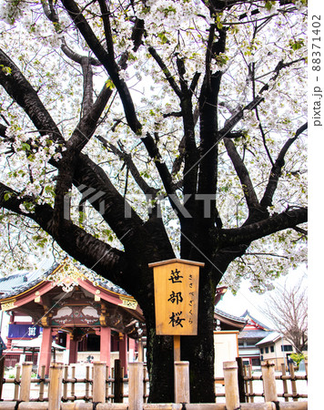 池上本門寺に咲く笹部桜と染井吉野 池上本門寺に咲く笹部桜と染井吉野 88371402