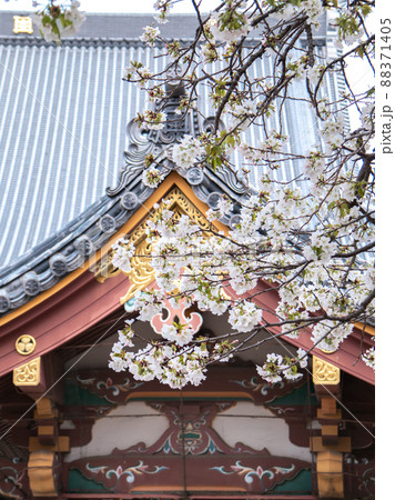 池上本門寺に咲く笹部桜と染井吉野 88371405