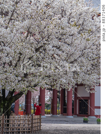 池上本門寺に咲く笹部桜と染井吉野 88371406