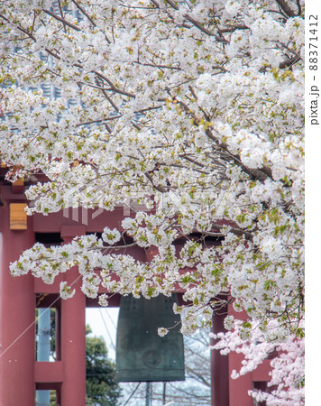 池上本門寺に咲く笹部桜と染井吉野 池上本門寺に咲く笹部桜と染井吉野 88371412