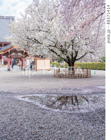 池上本門寺に咲く笹部桜と染井吉野 池上本門寺に咲く笹部桜と染井吉野 88371414