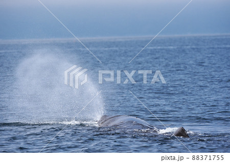 マッコウクジラの潮吹き(北海道・羅臼沖) マッコウクジラの潮吹き(北海道・羅臼沖) 88371755
