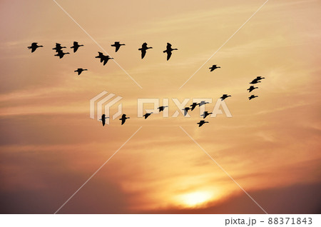 夕陽とマガン(北海道・宮島沼) 88371843