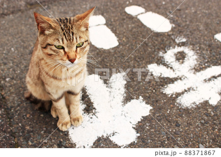 道路で出会った愛らしい猫の写真　日本　アジア 88371867